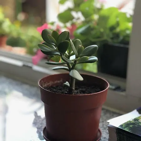Vandrerhjem Sundari *